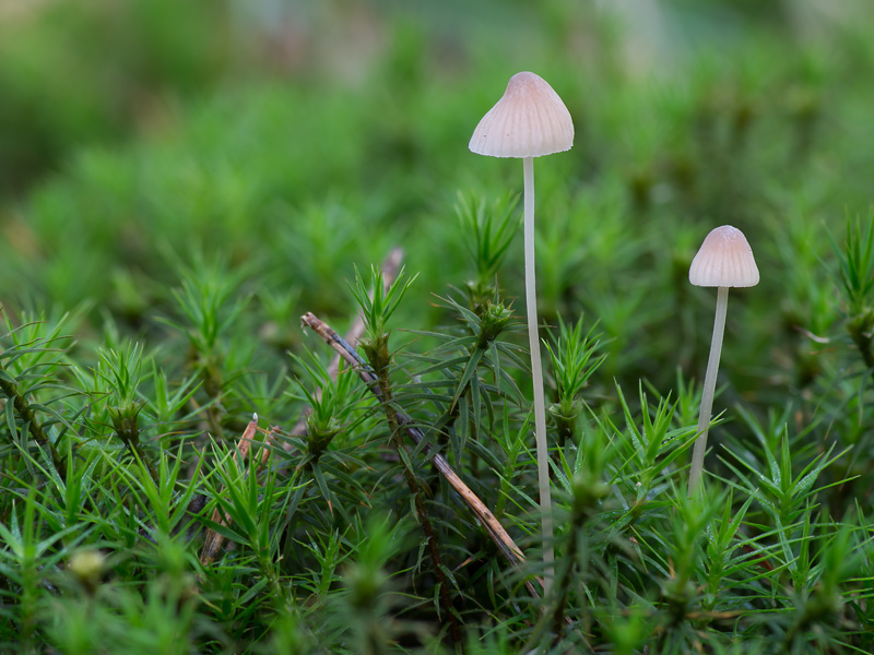 Mycena metata